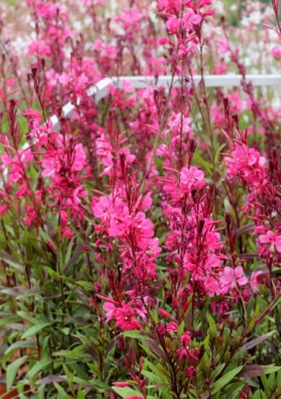 GAURA lindheimeri Flaming pink
